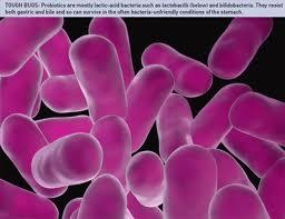 Probiotic - Friendly Bacteria